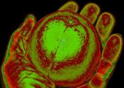 Rézo Culture Nature