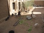 Centre Avicole amelioré pour la promotion de l'Aviculture