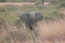 Spotting an elephant