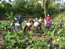Learning Agriculture at Wema