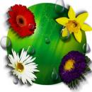 flowers of RGC