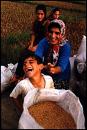 Gilani Tribe in...