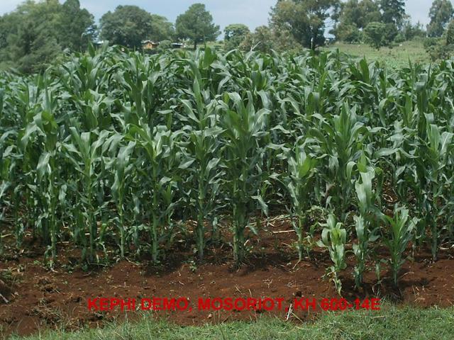 MAIZE CROP GROWN ORGANICALLY