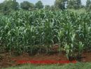 MAIZE CROP GROWN...