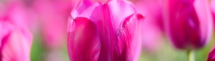 Hina - My Blog