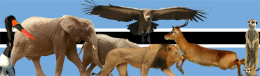 Country Image