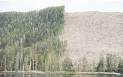 THE EFFECTS OF DEFORESTATION ON OUR ENVIRONMENT TODAY