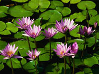 The Water Lilies